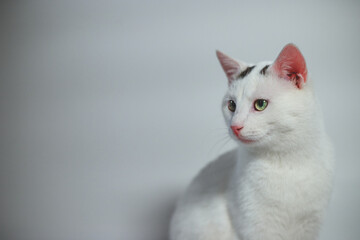 white cat