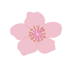 pink carnation flower isolated on white background