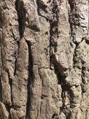 Close-up of the rustic texture of a tree trunk illuminated by sunlight, highlighting cracks and natural tones. Perfect for design projects, botanical studies, and artistic use.