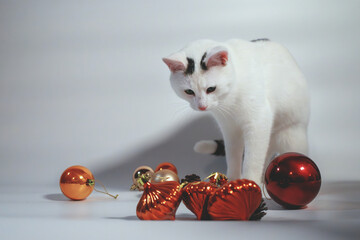 white cat, christmas background