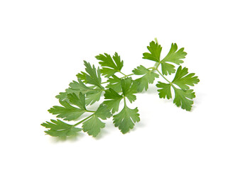 Fresh parsley leaves on white background