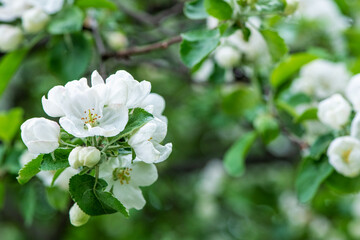 Blooming apple tree in spring time