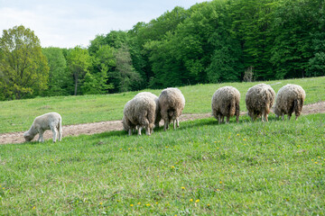 Obraz premium sheep in the meadow eat grass