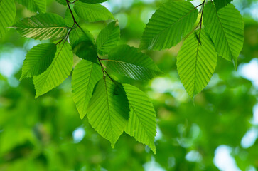 Fototapeta na wymiar green leaves on the green backgrounds