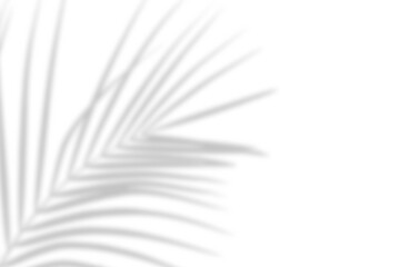 Realistic palm tree branch shadow overlay effect on the corner. Tropical coconut leaf shadow on...