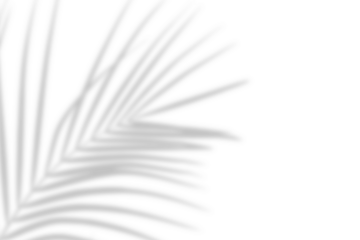 Realistic palm tree branch shadow overlay effect on the corner. Tropical coconut leaf shadow on transparent background. Design elements for summer spring decoration, Mockup for product presentation