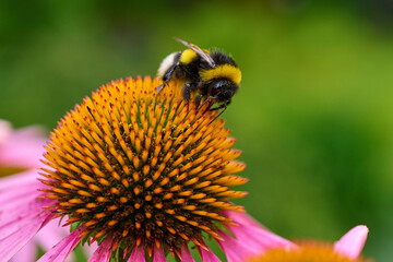 A useful bumblebee ,,Bombus terrestris,,  on a beautiful blooming flower, Danubain wetland forest, Slovakia