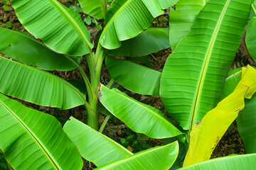 Obraz premium Nature's Canopy The Role of Green Banana Leaves in Forest Ecosystems