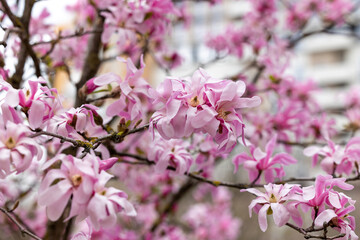 A branch of magnolia with pink flowers on it