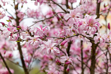 Blooming magnolia tree branch with flowers