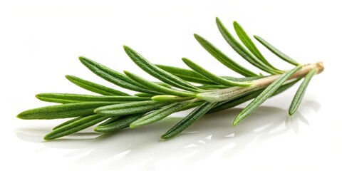 Obraz premium Herbal Rosemary Leaf on White Background, foliage, rosemary leaf, foliage, rosemary leaf