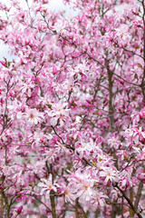 Bright pink magnolia flowers and buds on branches of a flowering tree