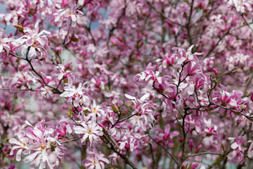 Nature background of flowering magnolia branches