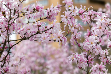 Branches of a flowering magnolia tree full of flowers