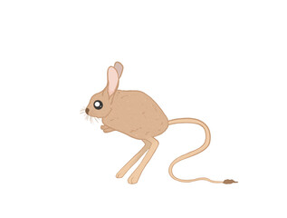 Obraz premium Isolated illustration of jerboa without background 