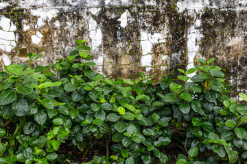 Lush green leaves against weathered wall texture