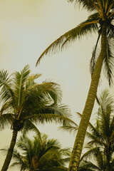 Fototapeta premium Tropical palm trees against overcast sky