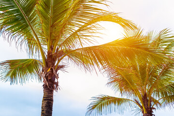 Fototapeta premium Sunny tropical palm trees against clear sky with radiant sunlight