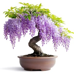 Elegant Wisteria Bonsai Tree in a Decorative Pot with Purple Blooms