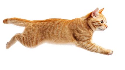 cat running and walking from side view, showcasing its agility and grace