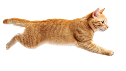 cat running and walking from side view, showcasing its agility and grace