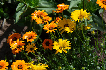 Beautiful yellow and orange flowers against a background of green leaves