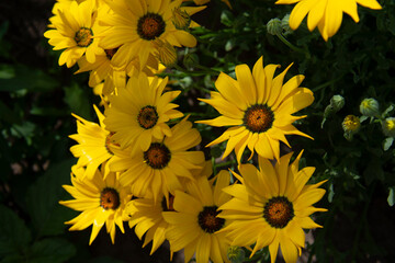 Obraz premium Beautiful yellow flowers illuminated by the sun against a background of green leaves