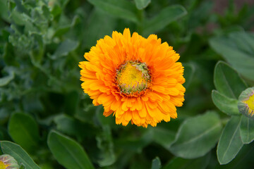 Beautiful yellow-orange flower against a background of green leaves