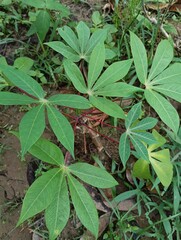 Cassava or sweet potato or Manihot esculenta sin. Manihot utilissima is a tropical and subtropical plant species from the Euphorbiaceae family that is known as a major source of carbohydrates and its 