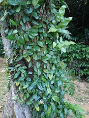 Wild tree TROPICAL PLANT ENCYCLOPEDIA
from the Apocynaceae family
