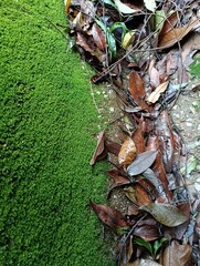 dry leaves and moss on the tropical forest floor