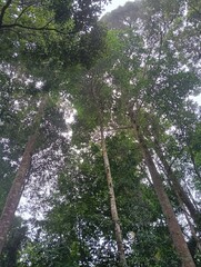 The atmosphere in the tropical forest in the morning
