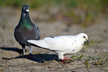 Stadttaube, Haustaube // Domestic pigeon (Columba livia f. domestica)