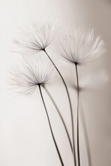 Black and whiteMacro image of black and white plant seeds