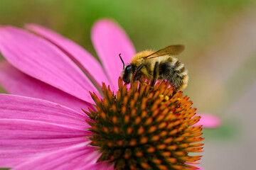 A hardworking bee collects nectar in a meadow on a sunny summer day, Danubian wetland, Slovakia