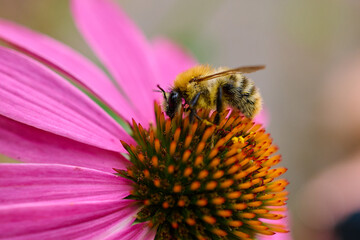 A hardworking bee collects nectar in a meadow on a sunny summer day, Danubian wetland, Slovakia