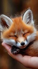 Obraz premium Close-up view of a joyful red fox resting in a person's hand in a natural setting during daylight