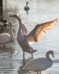 水戸市　大塚池に飛来した白鳥の群れ
