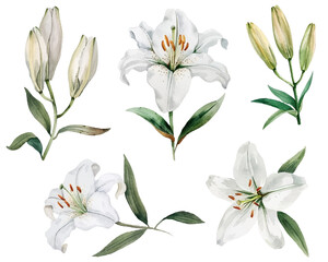 White lilies in various stages of bloom delicate vector illustration. Green leaves, burds, white lily flowers with gentle petals watercolor style collection.