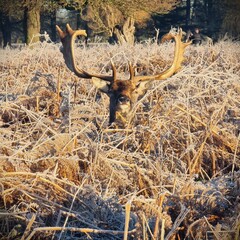Deer in the grass