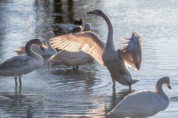 水戸市　大塚池に飛来した白鳥の群れ

