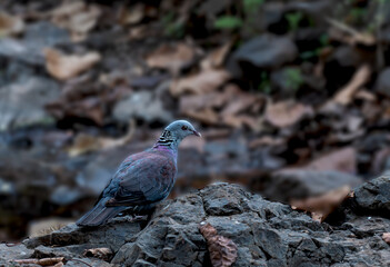 Nilgiris Wood Pigeon near the stream