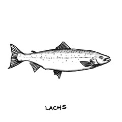Salmon, Fish, hand-drawn pencil drawing, illustration, black, transparent background, PNG, food fish