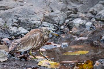 Pond heron near the water stream in the forest