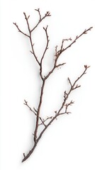 Fototapeta premium A Detailed Close-up of a Bare Tree Branch with Buds, Perfect for Nature Lovers and Minimalist Decor