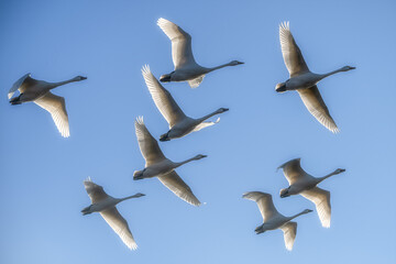 水戸市　大塚池に飛来した白鳥の群れ
