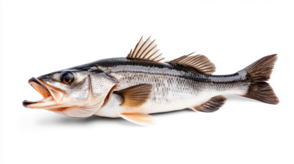 Realistic fish with open mouth on transparent background