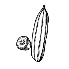 Cucumber, salad gherkin,Vegetable, kitchen, cooking, dish, vegetarian, menu, food, healthy, fit, hand-drawn pencil drawing, illustration, black, transparent background, PNG