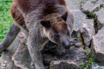The Grizzled Tree-Kangaroo (Dendrolagus inustus) is a tree-dwelling