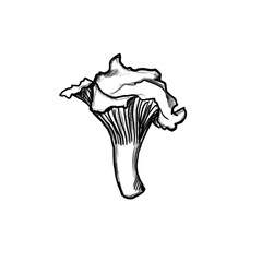 Fototapeta premium Chanterelle mushroom, Vegetable, kitchen, cooking, dish, delicious, recipe, menu, food, healthy, fit, hand-drawn pencil drawing, illustration, black, transparent background, PNG